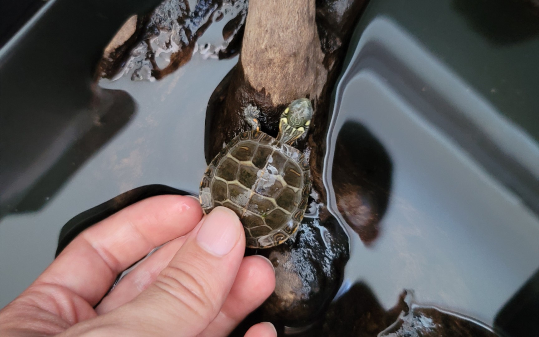 【金鱼】东锦真好玩