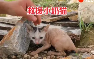 Download Video: 猫咪竟然被主人狠心遗弃在此，需要紧急救援！