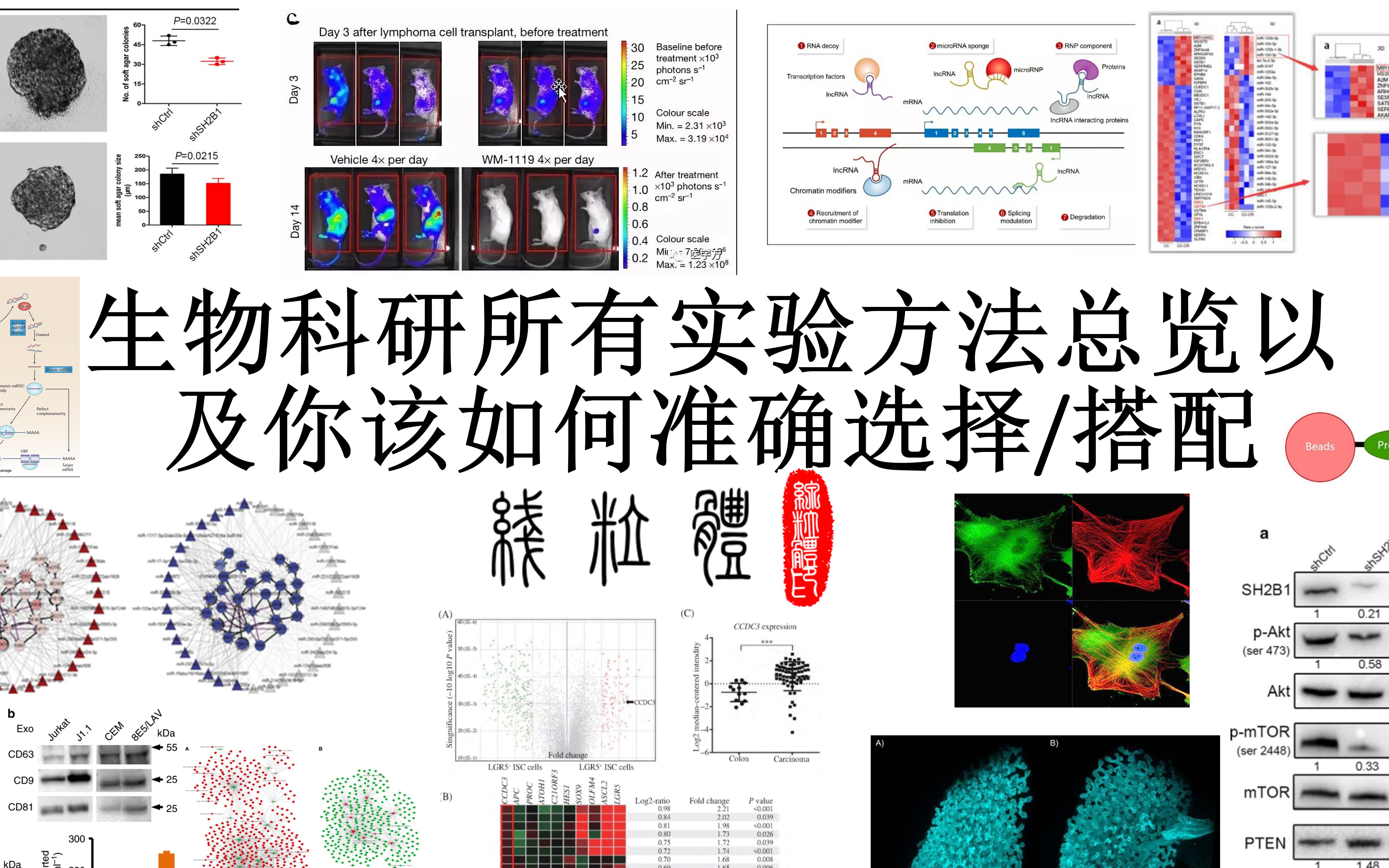 [图]生命科学实验总览与搭配（1）