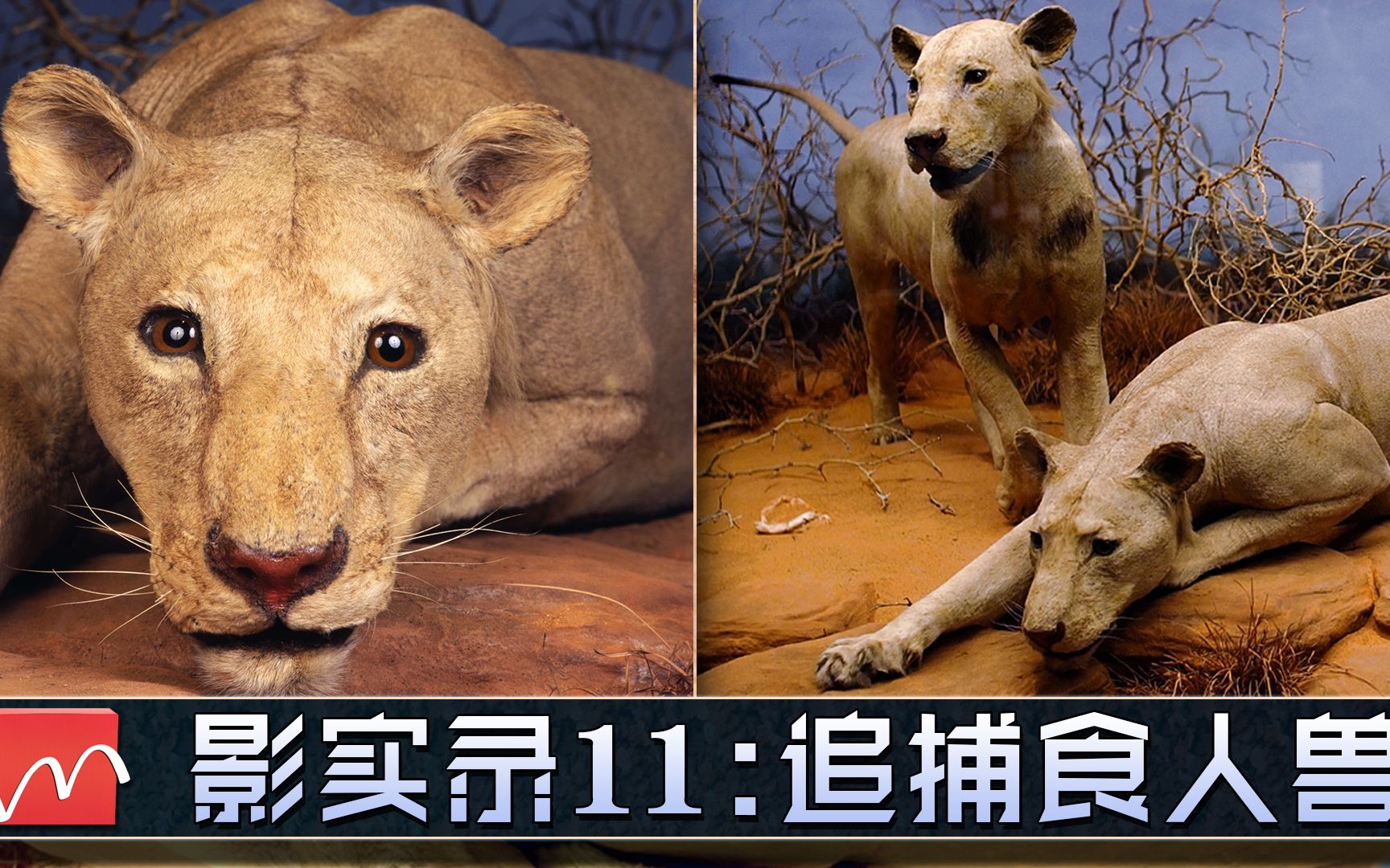 吞食百条人命,最危险的两头雄狮《暗夜猎杀》背后真实事件