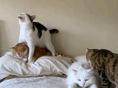 可爱的猫咪