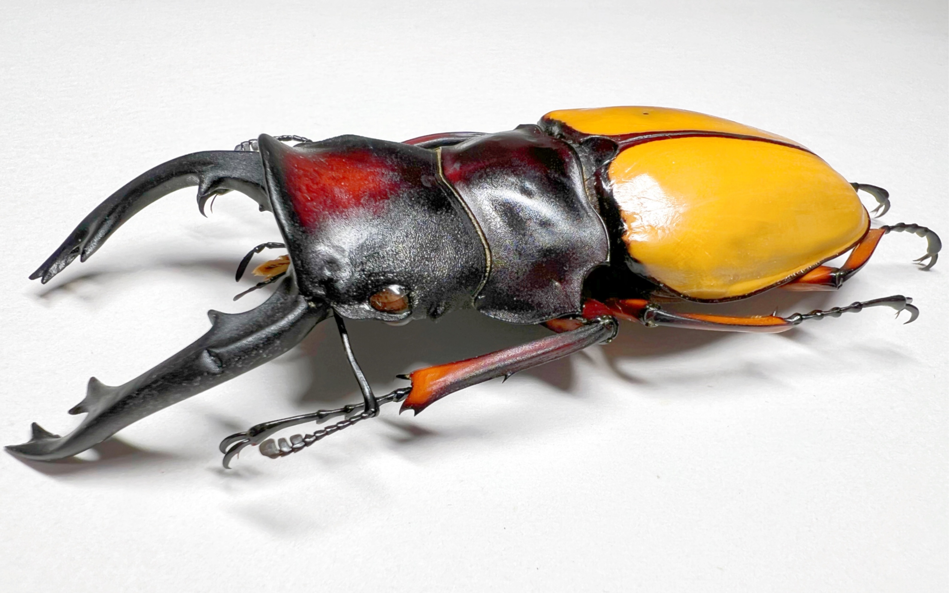 菲梦力士(黄鞘深山)婆罗洲亚种,ofw