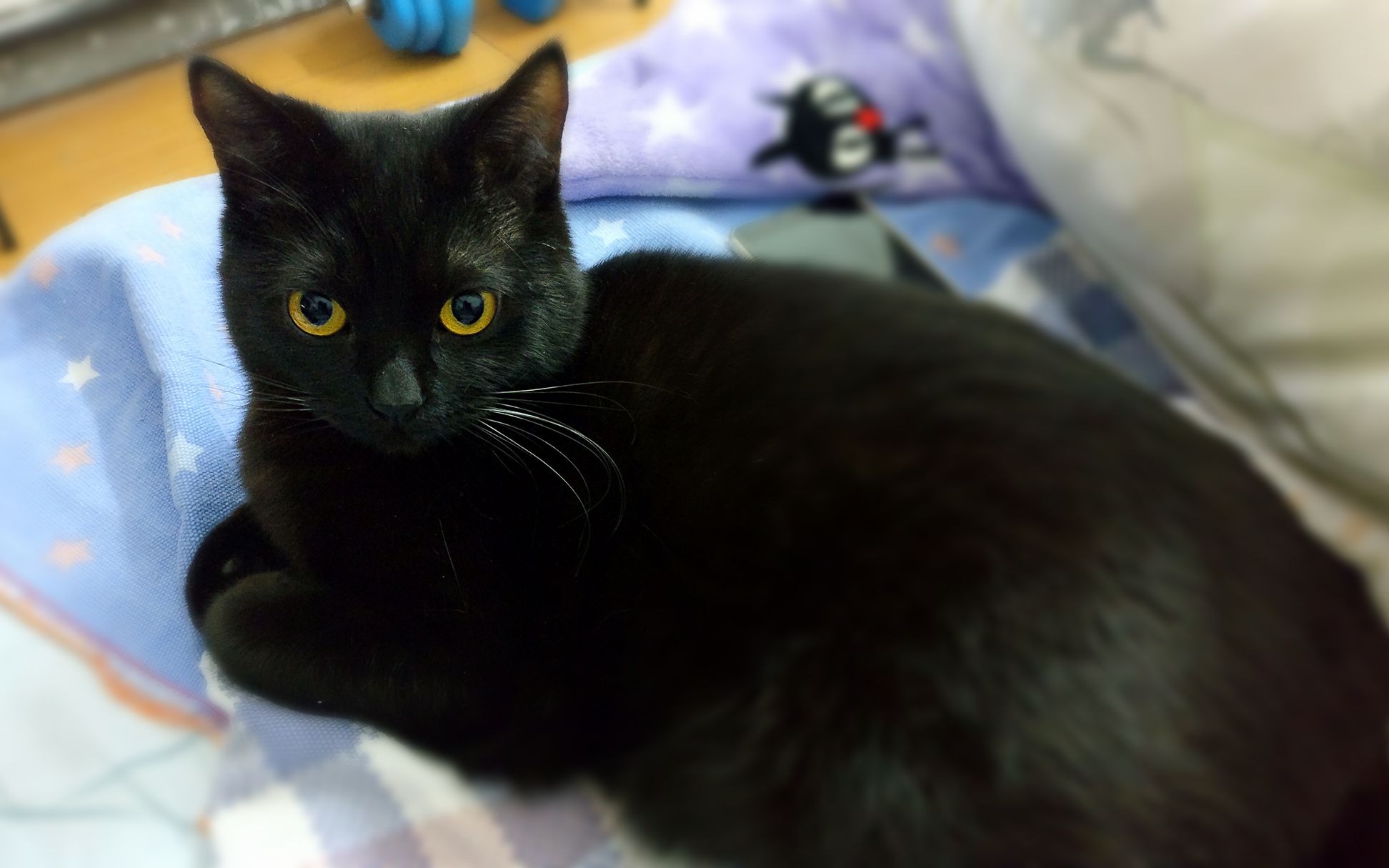 【玄猫】日常撸喵视频_哔哩哔哩_bilibili