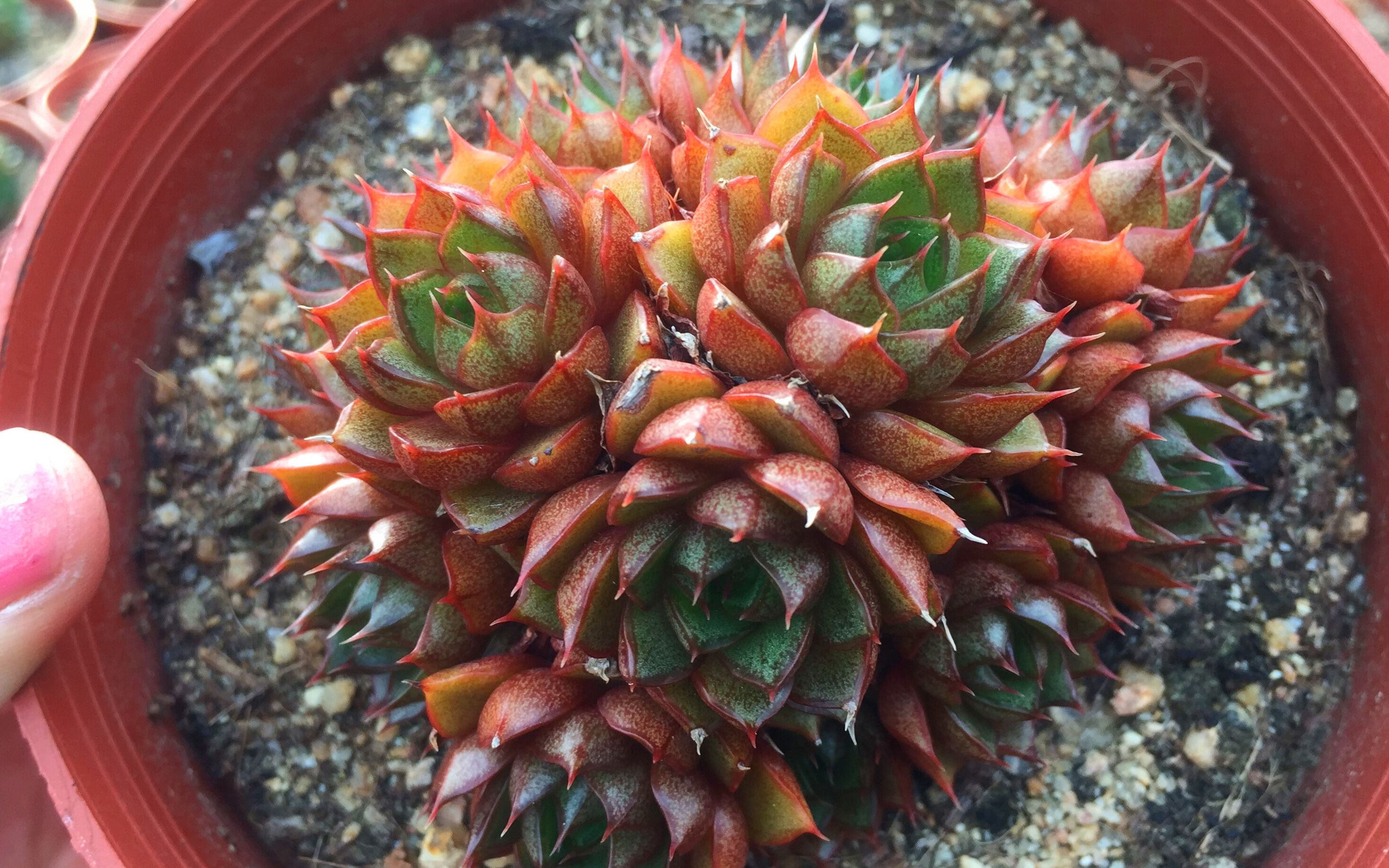 多肉猫眼该怎么养护,听小静来解答,你学会了吗?_哔哩哔哩_bilibili