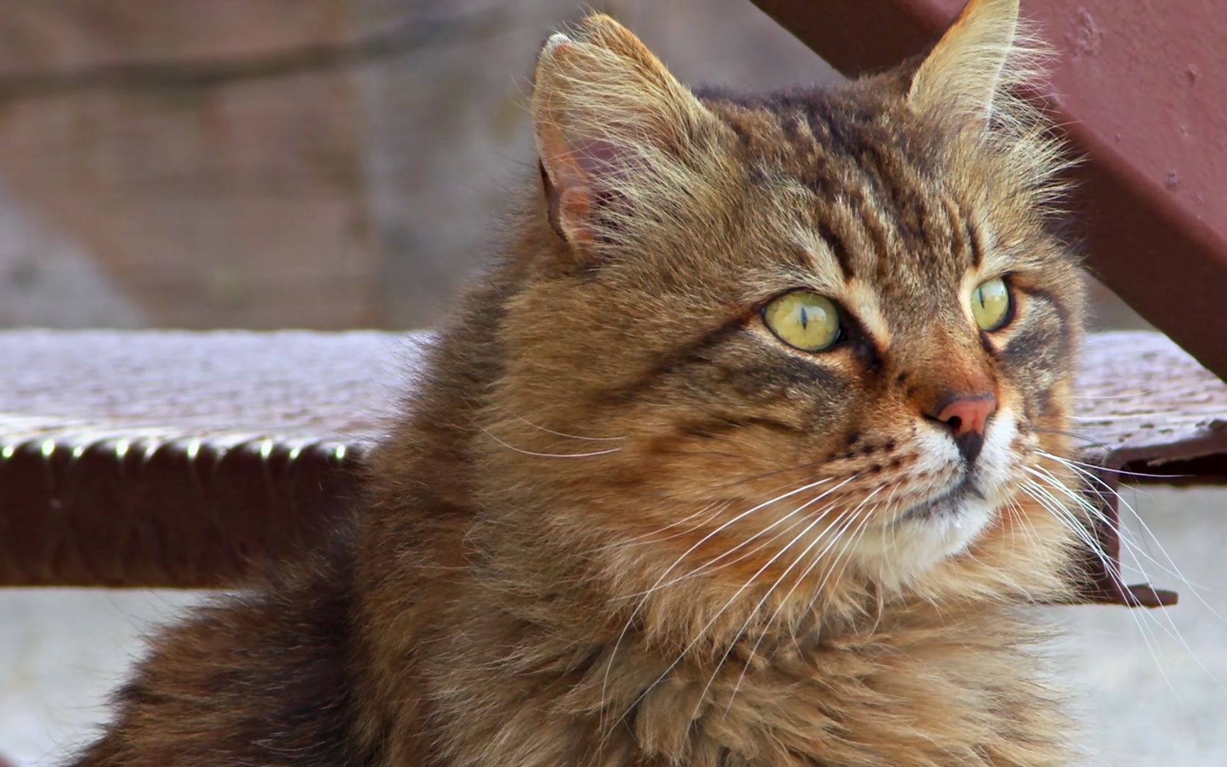 【8k experience】hdr 120fps杜比视觉与放松音乐(野生动物世界)