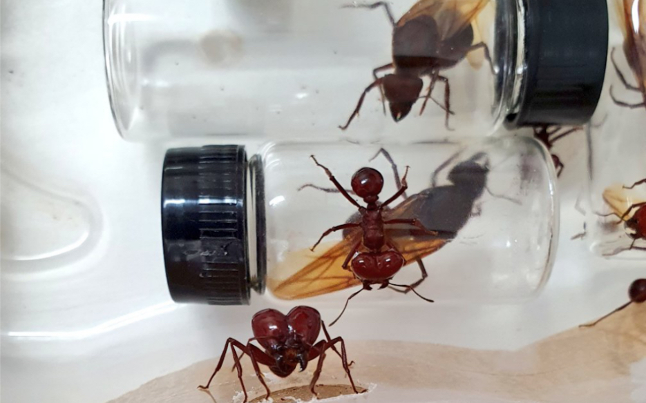 [转载]巴西利亚的光滑芭切叶蚁 婚飞