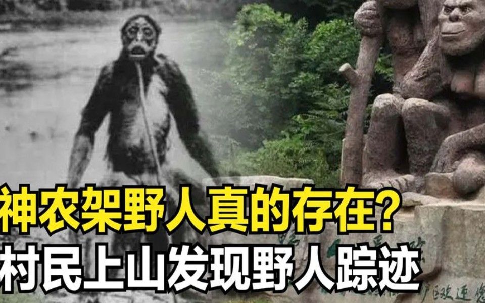 神农架野人是否存在图片