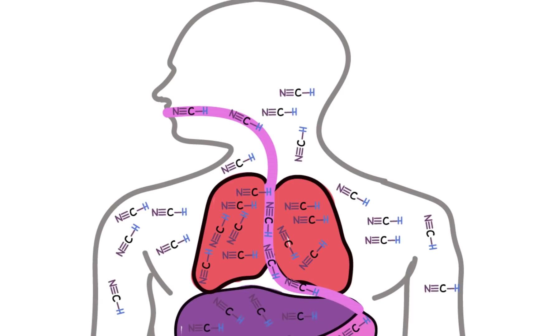 为什么氰化物中毒这么痛苦? why cyanide poisoning is so agonizing