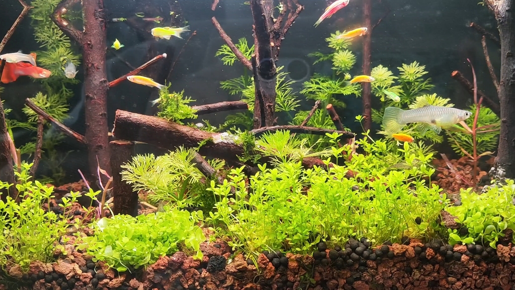 森林草景,小米鱼缸造景