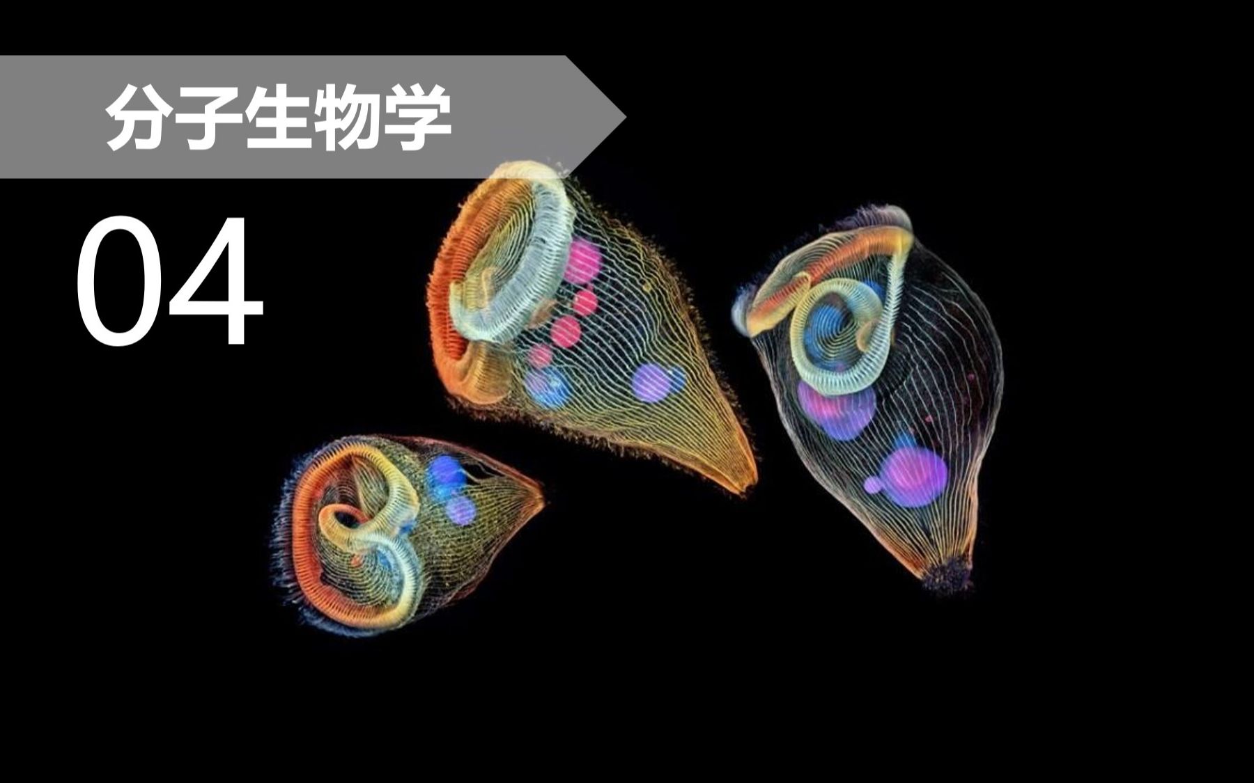 【分子】4.9 原核生物复制叉上的分工协同哔哩哔哩bilibili