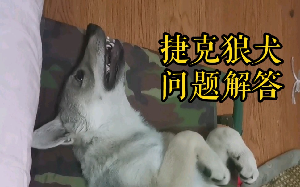 [图]关于捷克狼犬，你想了解的都在这里