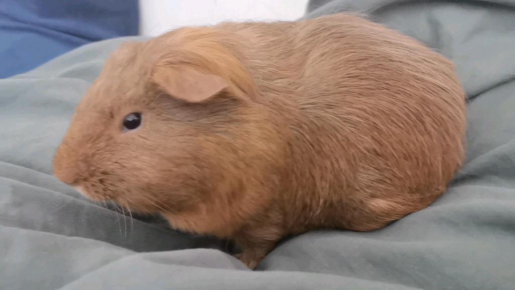 活动作品荷兰猪每天都要哄猪睡觉