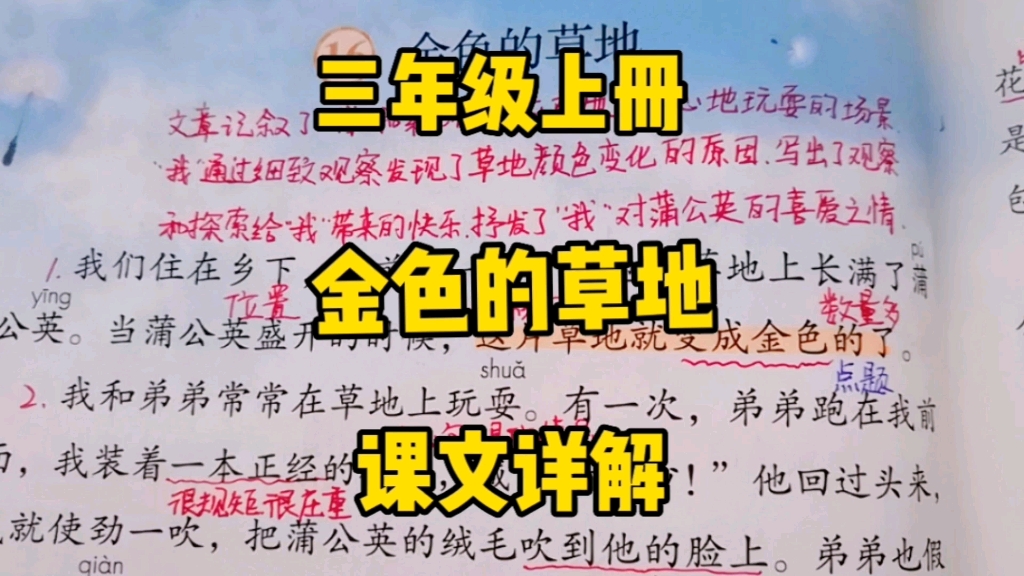 三年级语文上册:《金色的草地》课文详解,一起去课文中寻找答案,为什么草地是金色的呢?哔哩哔哩bilibili