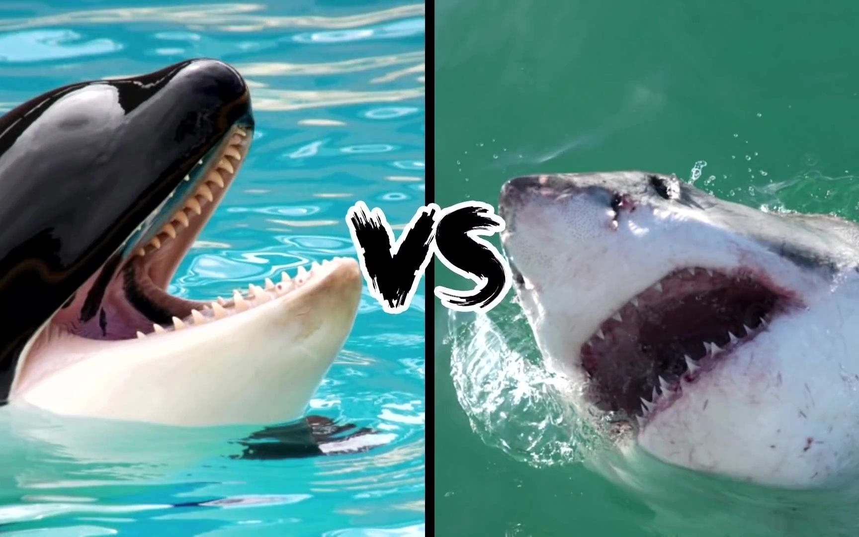 虎鲸和鲨鱼谁最厉害图片