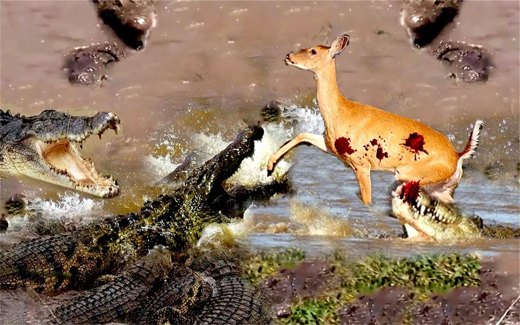 鳄鱼的凶猛,羚羊遭到追逐,拼命逃离!