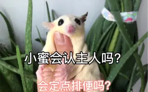 Download Video: 蜜袋鼯会认主人吗？