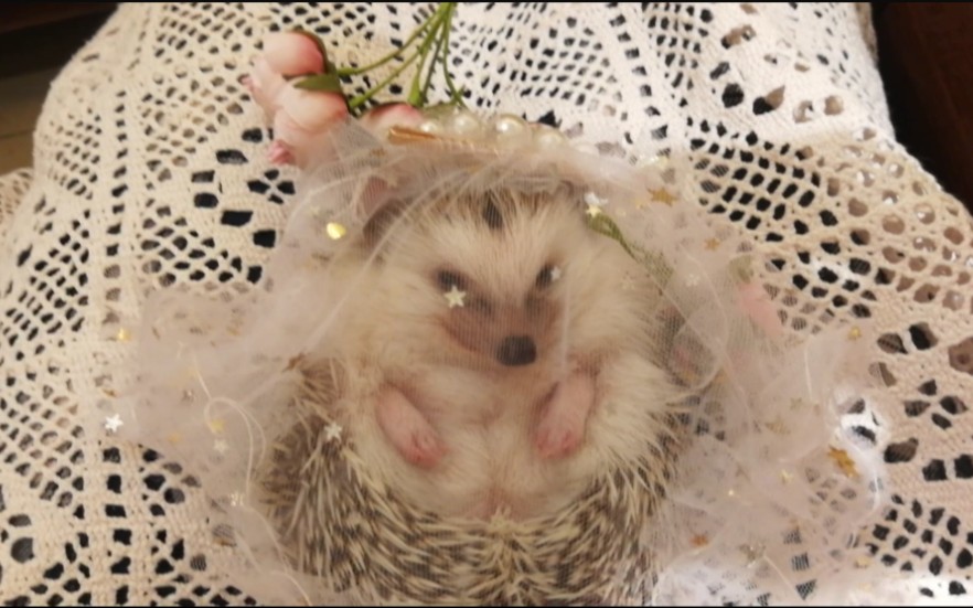 花嫁咩咩子-与心爱的你行至世界尽头