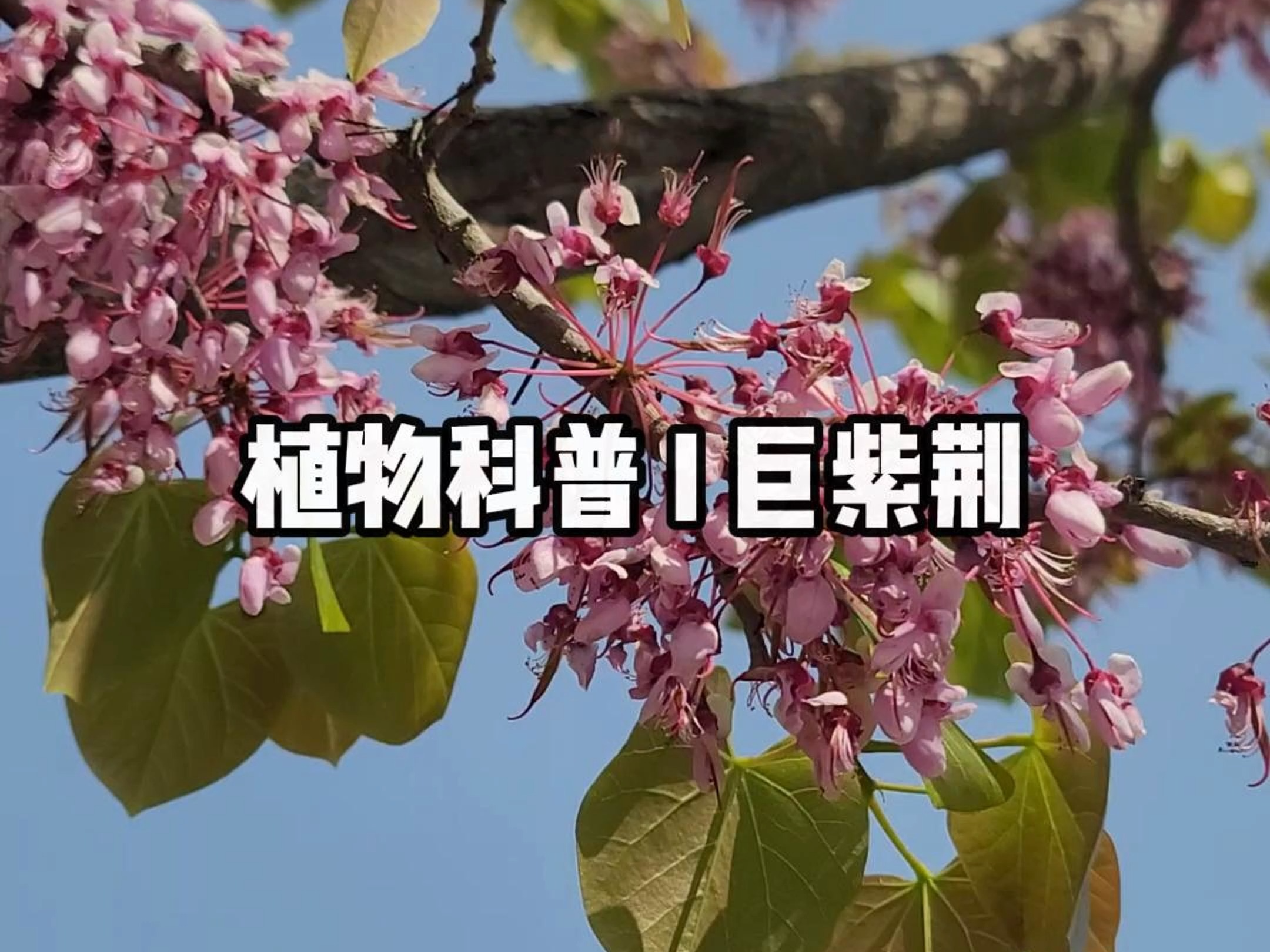 植物科普 I 巨紫荆哔哩哔哩bilibili