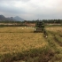 印度农业生产收割水稻
