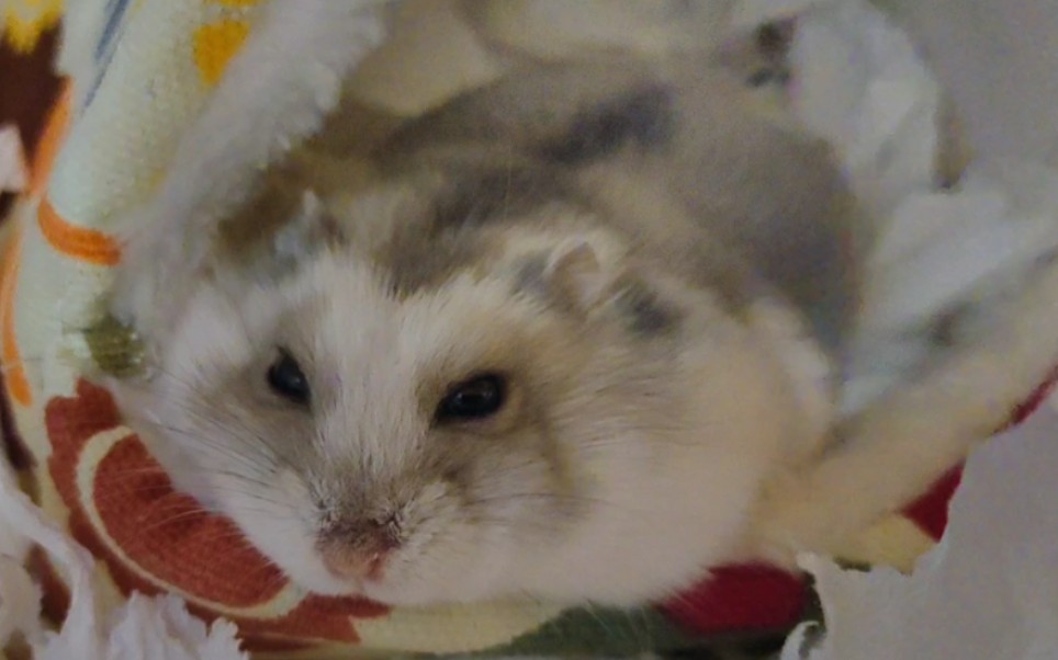 【仓鼠|紫仓】(扭曲)(爬行)(尖叫)