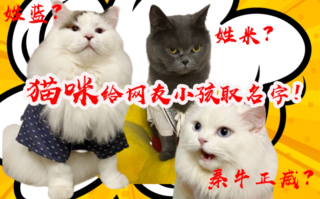 网友求猫咪给自己取名!心有多大才敢用这些名字?哔哩哔哩bilibili