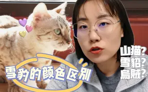 Download Video: 孟加拉豹猫雪色分享：山猫色vs水貂色，你更喜欢哪种呢？