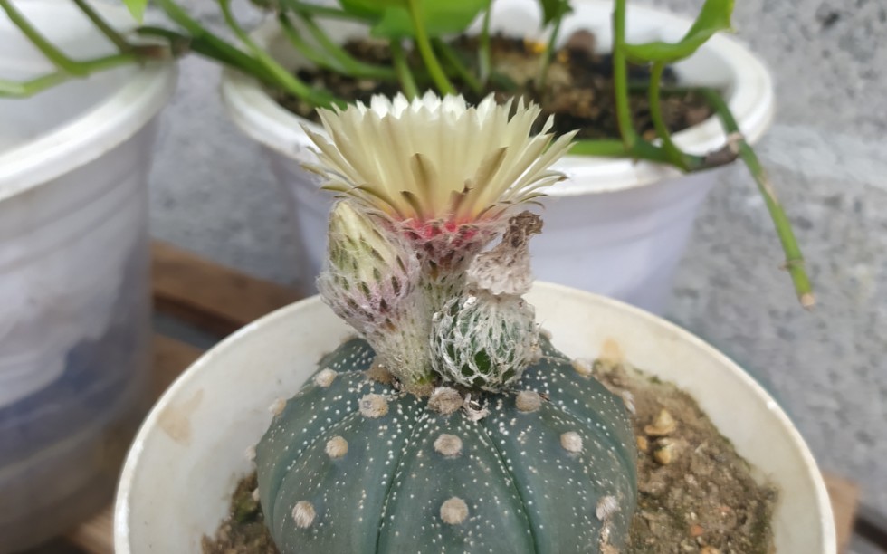 星兜仙人球开花结种荚