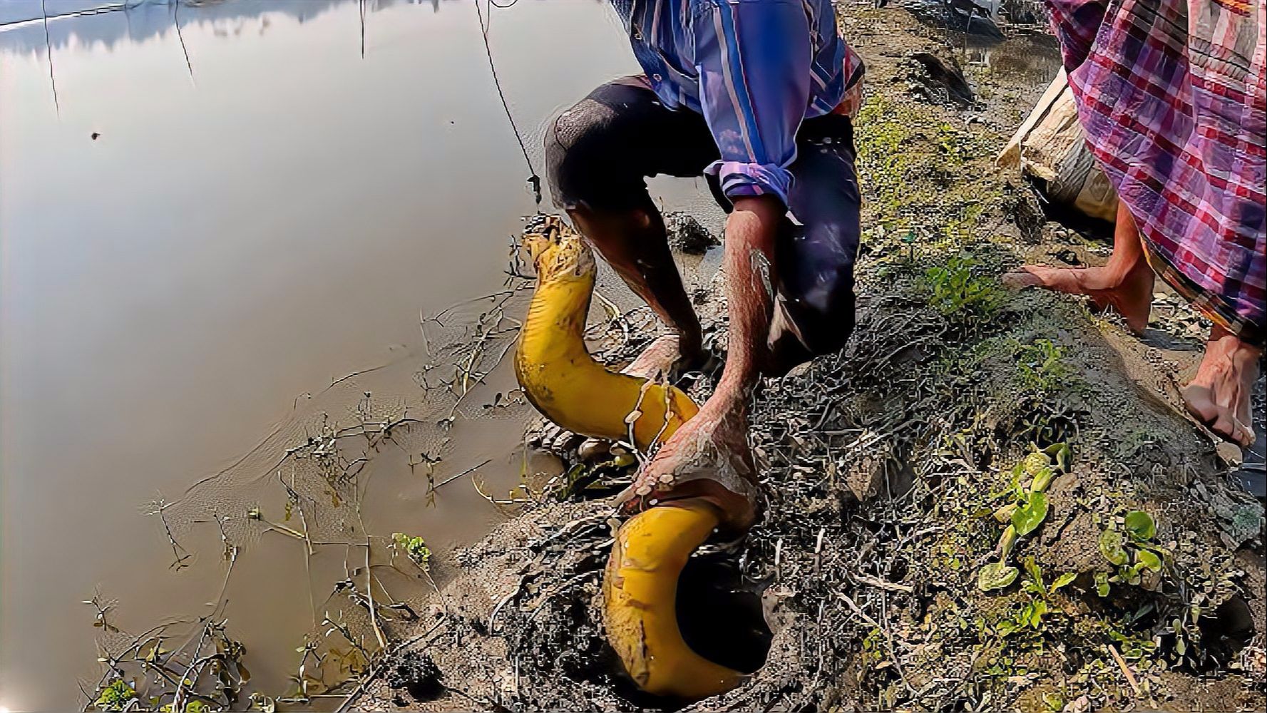 东南亚野外高手抓黄鳝,在丛林深处打洞抓几十条黄鳝,个头相当粗