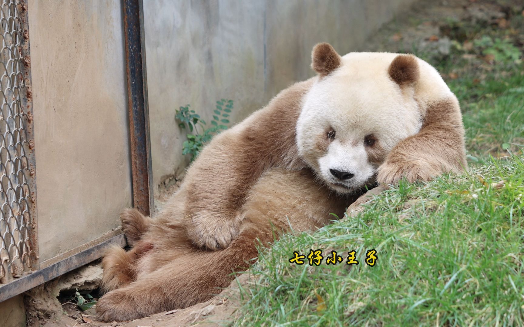 01:01 七仔:胖宝宝在睡觉,睡姿好可爱