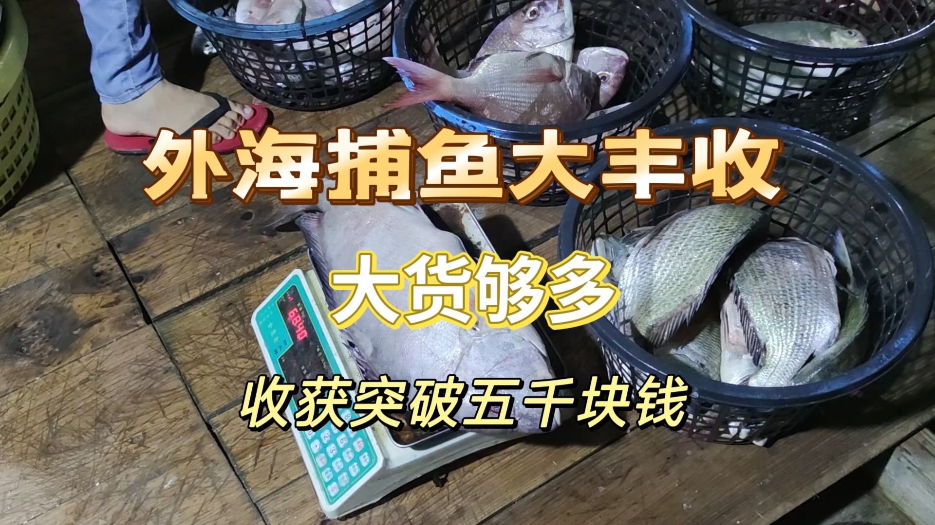 这一趟外海捕鱼大丰收,抓到的大货堆成小山,收益突破五千块钱哔哩哔哩bilibili