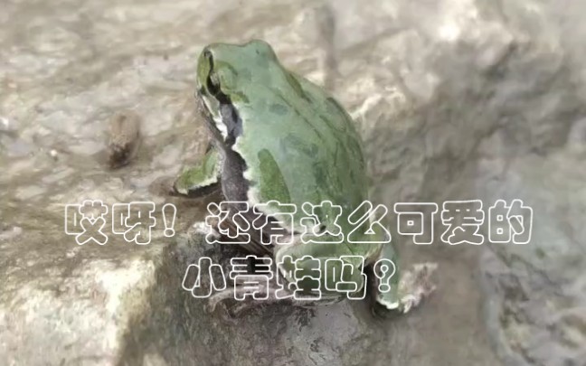 野外新奇发现,可爱的小绿蛙.