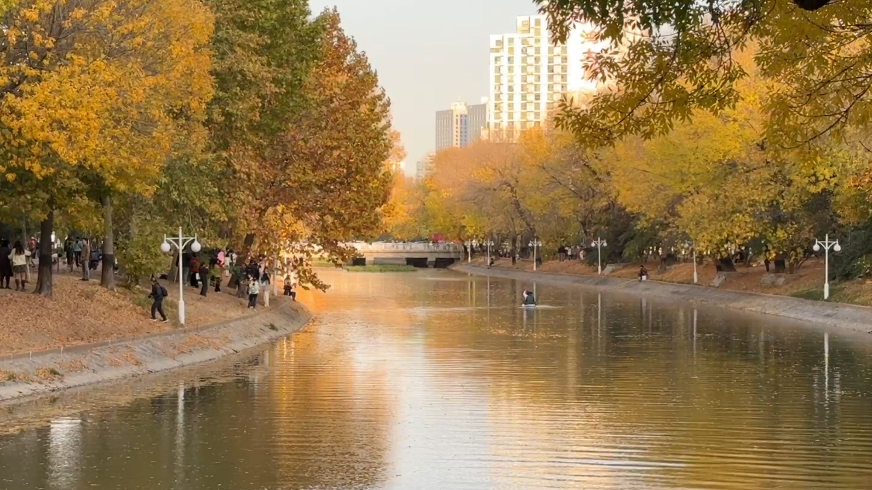 你知道吗?这里是天津南运河畔秋色