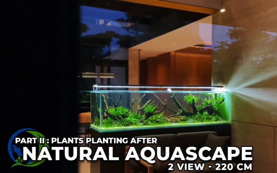 【草缸/PART 2/220/转载】NATURAL AQUASCAPE CONCEPT 2 VIEW  PART II  PLANTING哔哩哔哩bilibili