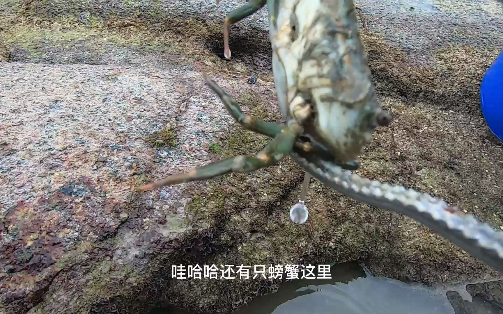 阿波赶海图片