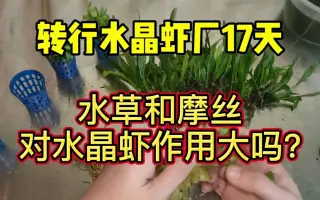 水晶虾水草 搜索结果 哔哩哔哩 Bilibili