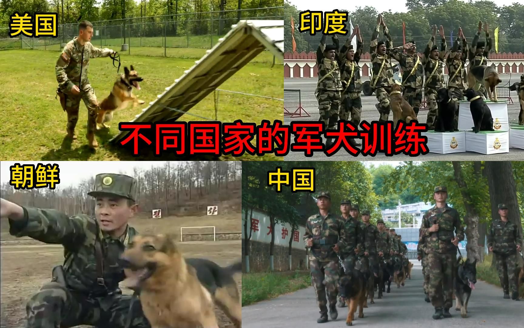 [图]不同国家的军犬训练，印度的有点逗，中国军犬很强悍