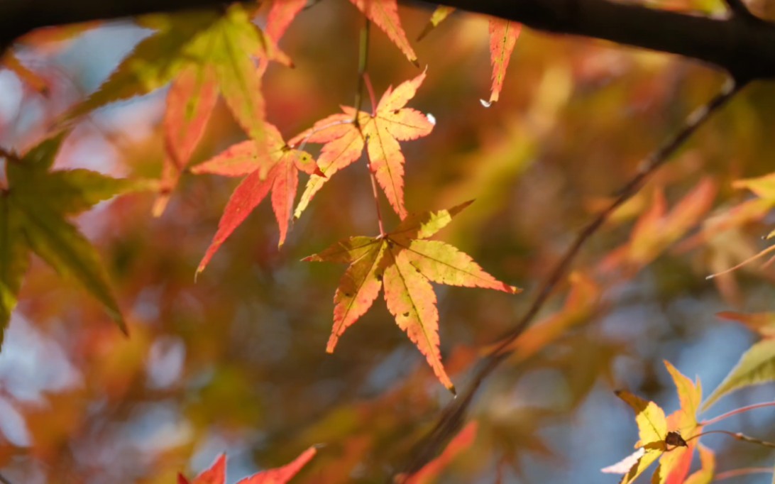 一轮秋影转金波