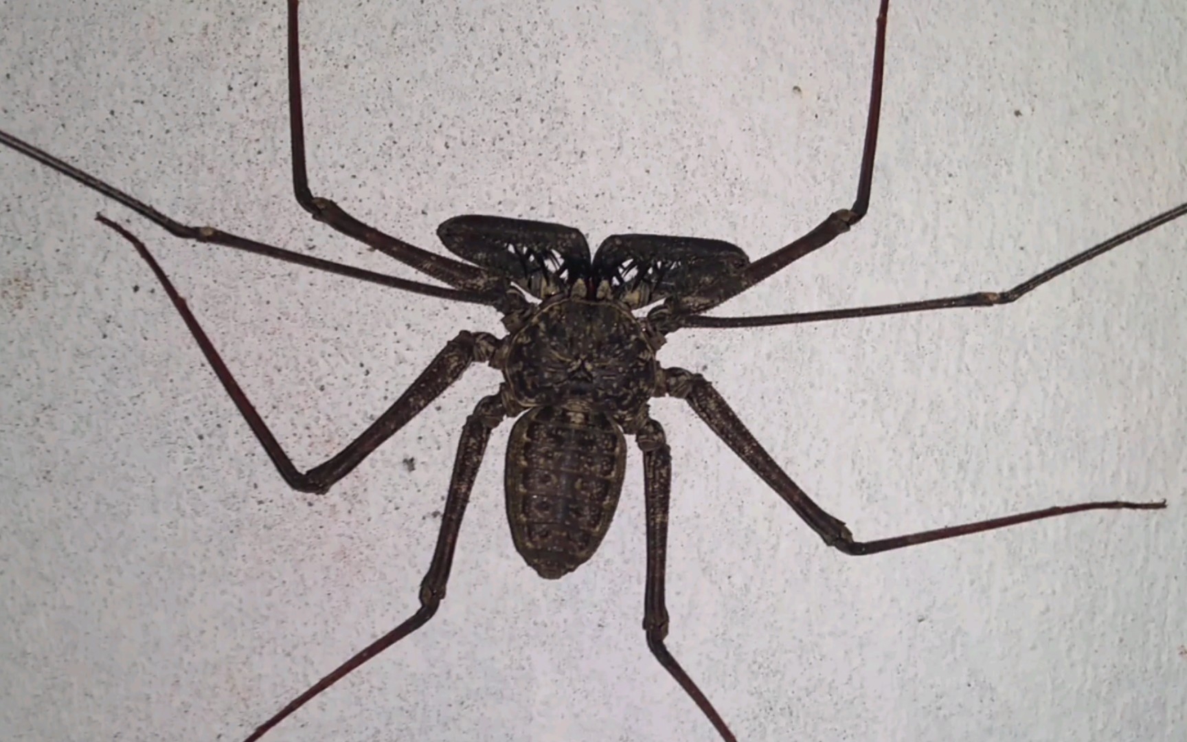 【精品】纯黑色系的墨西哥大型鞭蛛,貌似是冠棘鞭蛛同属的不同种,奇趣