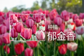 Tải video: 电子榨菜农场系列----郁金香的种植与收获