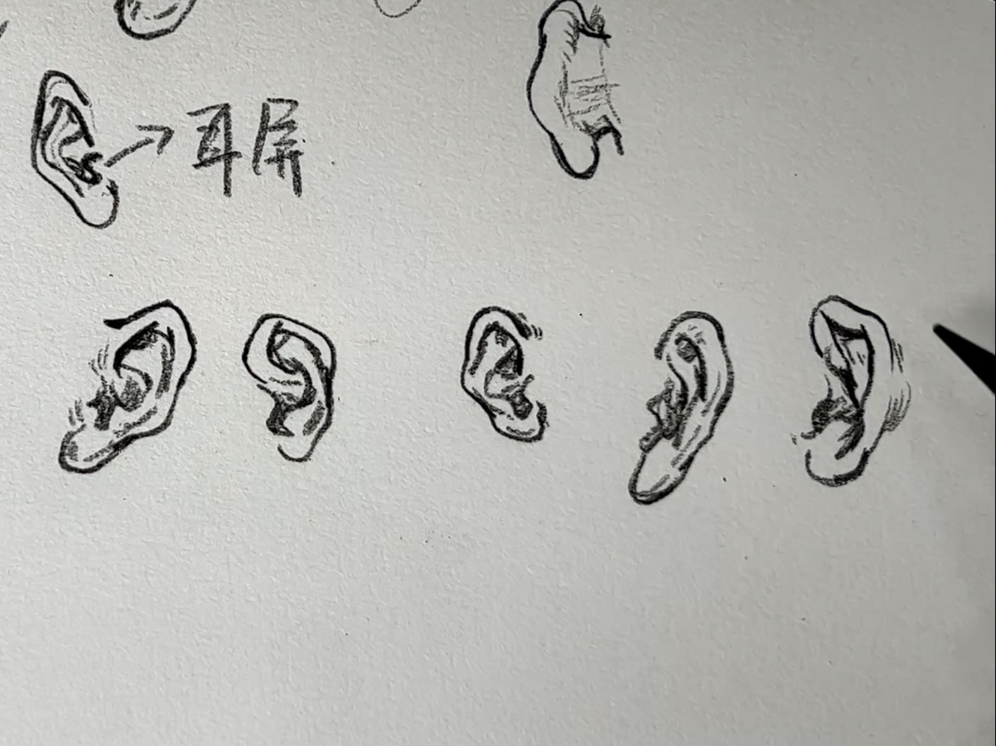 25节课速写耳朵结构