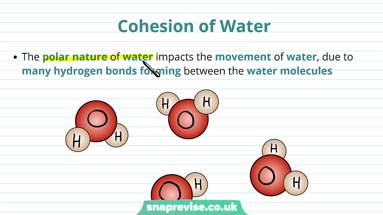 [图]23.Properties of Water_ Cohesion and Adhesion _ A-level Biology _ OCR, AQA, Edex