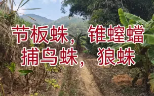 Download Video: 【蜘蛛目调查】云南玉溪滇中腹地深山的节板蛛，捕鸟蛛，狼蛛→_→美丽的景色和多样的生态