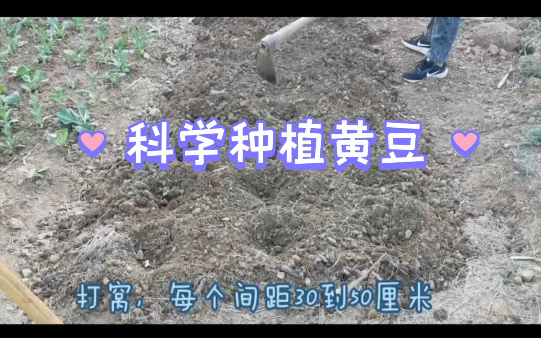 科学种植黄豆 出芽率高.哔哩哔哩bilibili