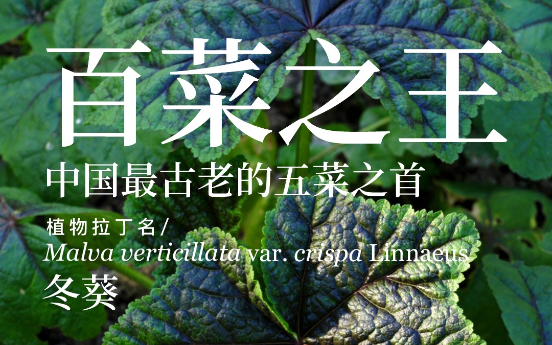 葵树果的功效与作用(葵树果的功效与作用,全面解析)