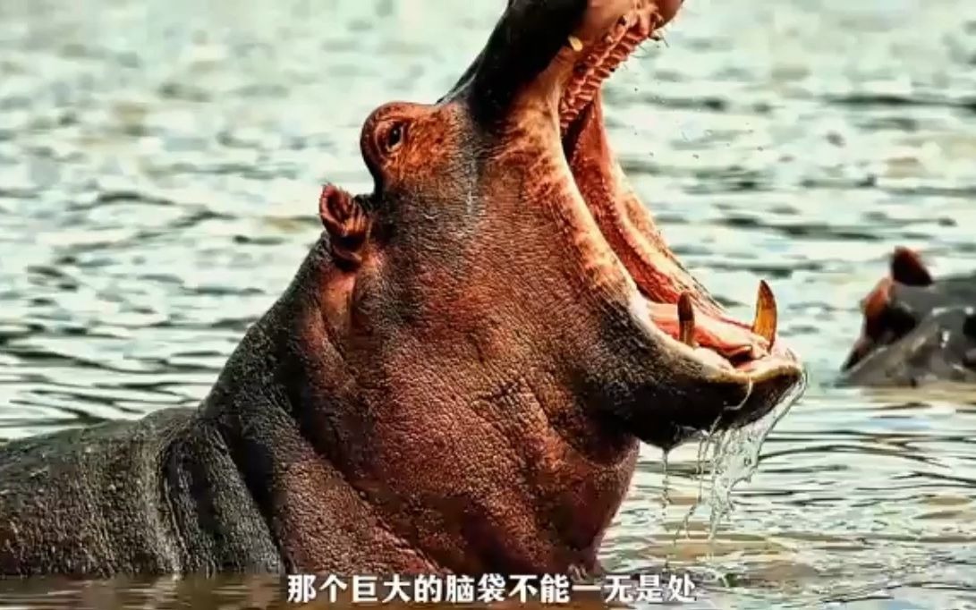 地球世界上咬合力最大的超级猛兽 巨型河马一口达到2000斤 可以轻松咬