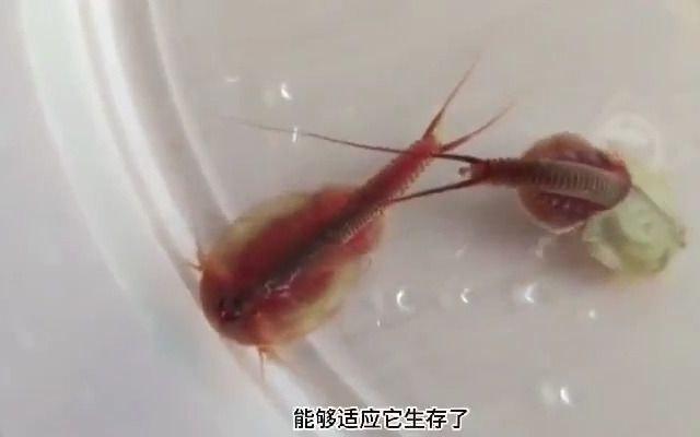 连云港一小区池塘发现2亿年前远古生物“三眼恐龙虾”!哔哩哔哩bilibili