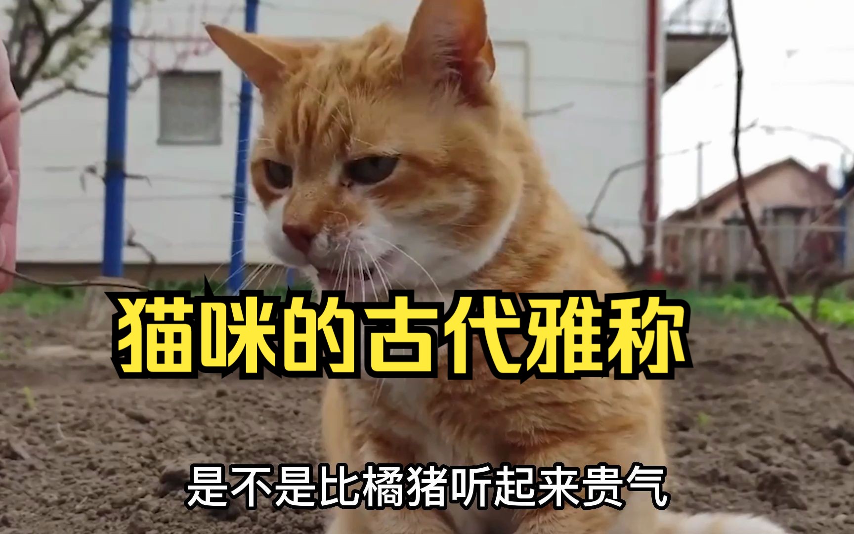 中华田园猫,古代的雅称有多好听!哔哩哔哩bilibili