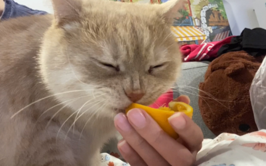 活动作品危橘猫吃橙