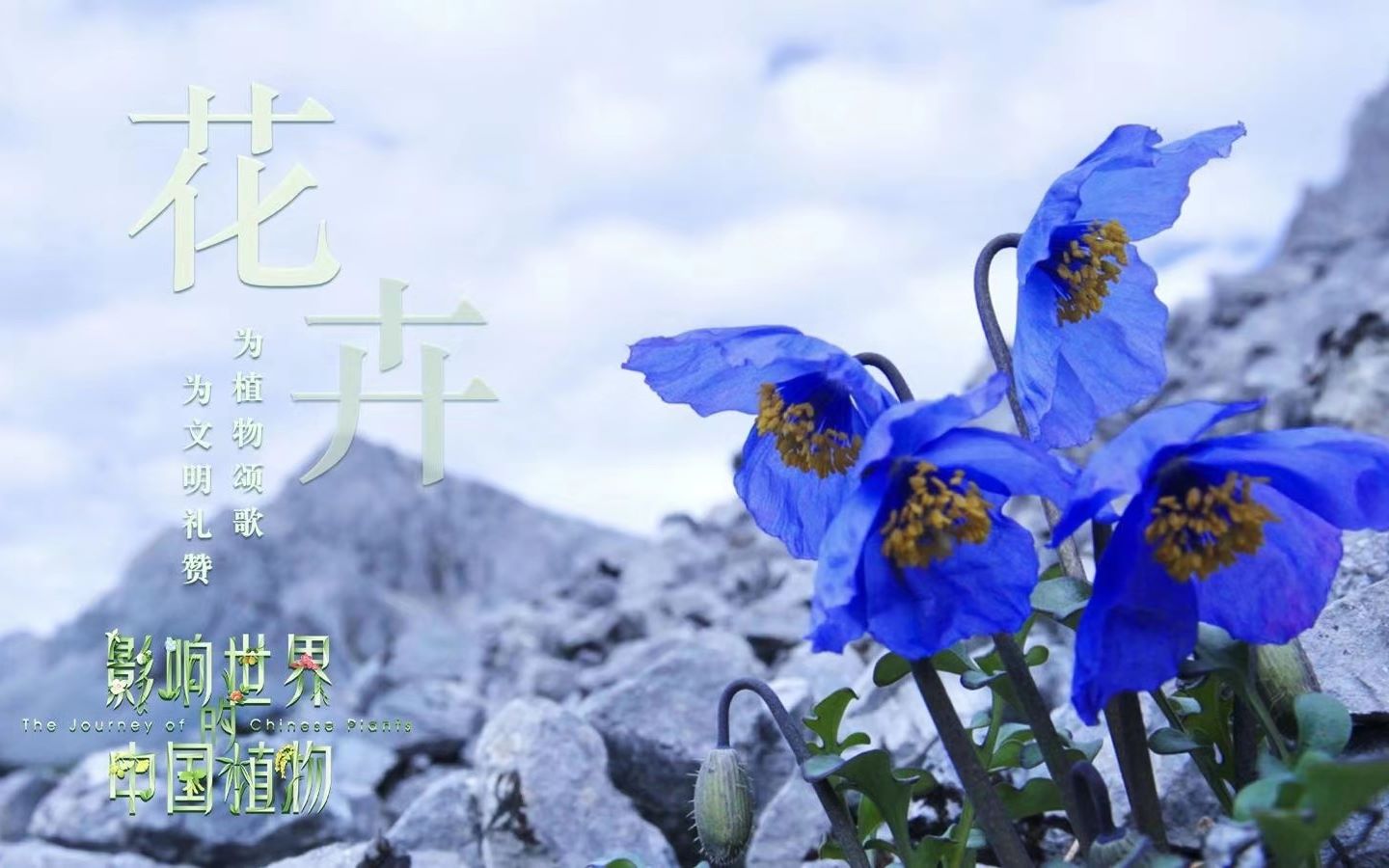 预告片影响世界的中国植物之花卉