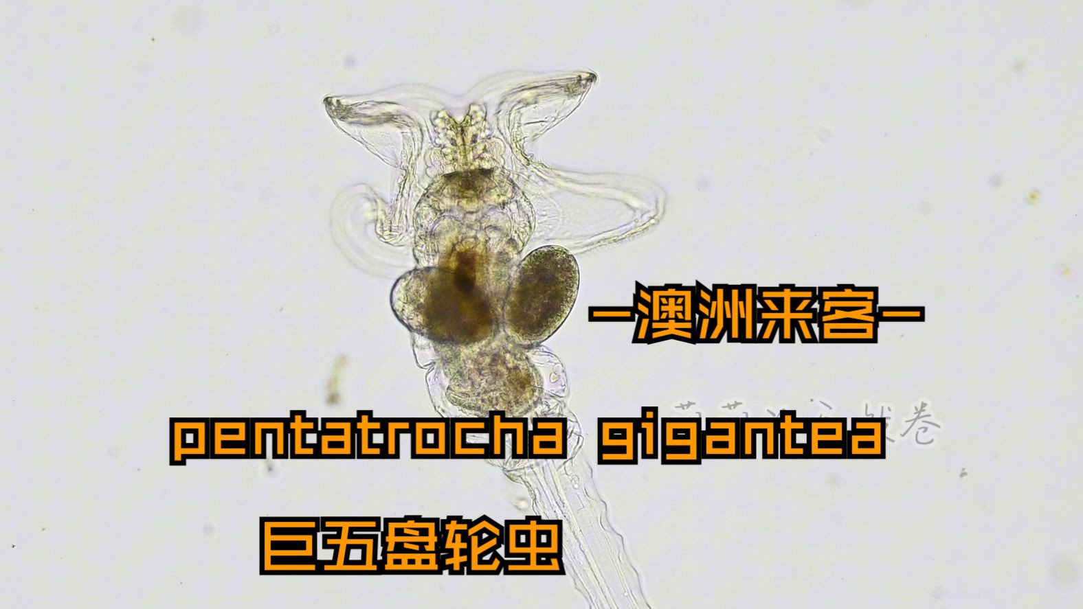 澳洲外来物种pentatrocha gigantea“巨五盘轮虫”哔哩哔哩bilibili